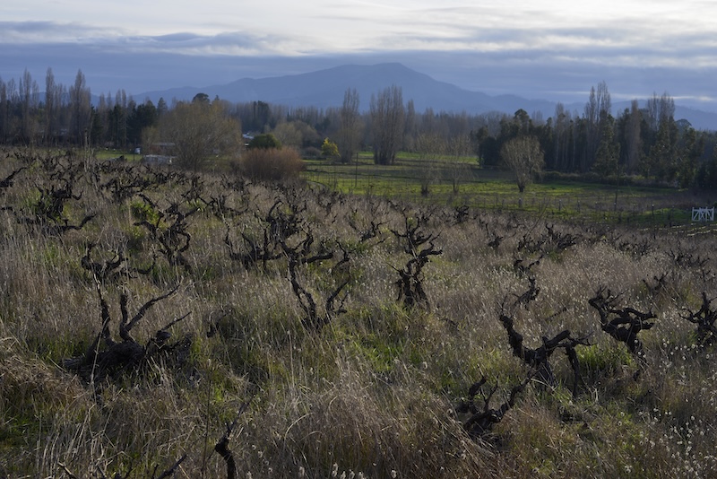 Valle del Itata en primavera